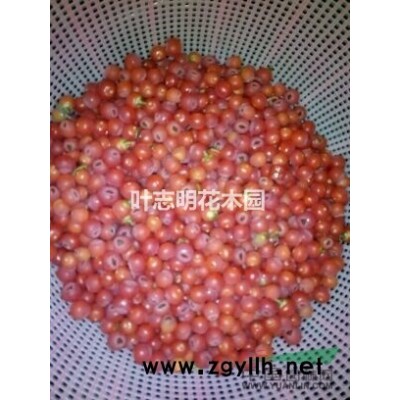 紅豆杉葉子 紅豆杉枝條 紅豆杉枝葉