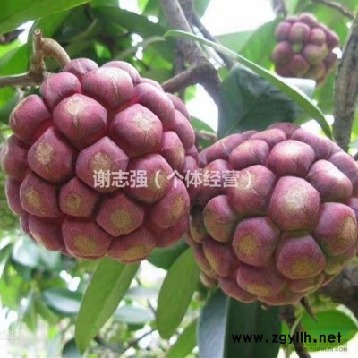 油茶苗批發(fā)
