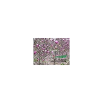 蜀檜產(chǎn)地 蜀檜價(jià)格 蜀檜價(jià)格便宜了