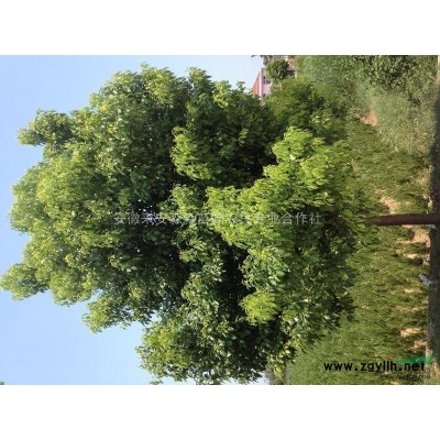 紅葉石楠球（30-40-50）