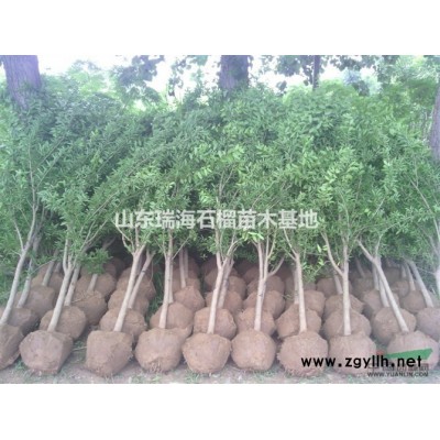 盆栽石榴樹