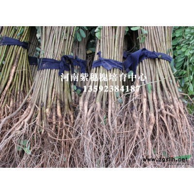 河南紫穗槐培育中心歡迎您 誠信 專業(yè) 價廉 給您優(yōu)質服務