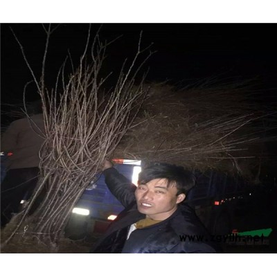 佳一園藝場大量批發嫁接品種海棠樹苗價格低質量好