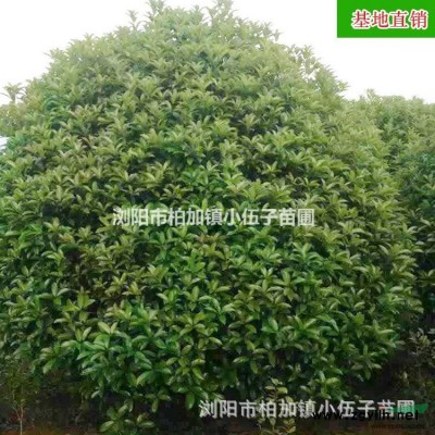 批發(fā) 楊梅樹 5至15公分 供應(yīng)園林綠化工程苗木庭院綠化 基