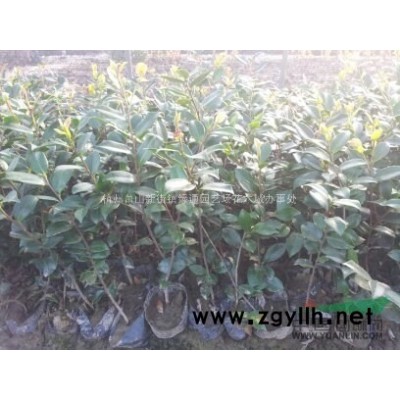 出售金森女貞盆栽小苗100萬棵