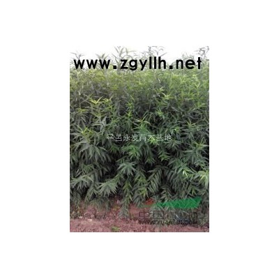 苗圃直銷柿子苗價(jià)格**低歡迎考察
