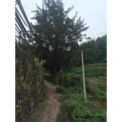供應米徑46公分八月桂