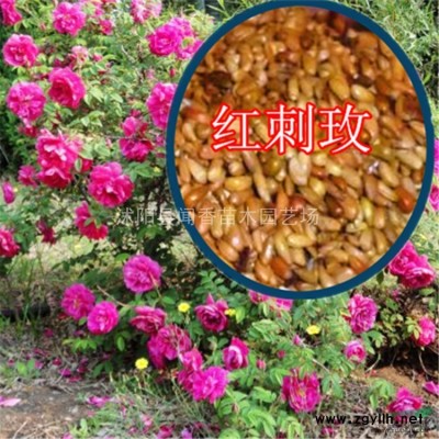 紅葉小檗 紫葉小檗苗木批發 規格40~50高度 農戶直銷