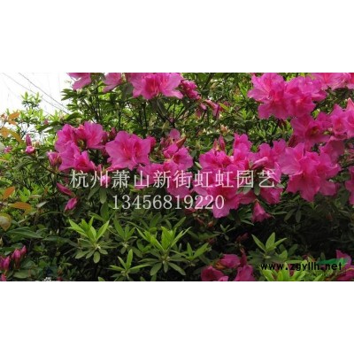 紫荊