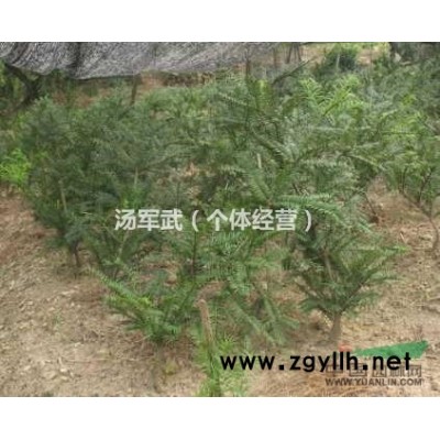 美國薄殼山核桃（碧根果）苗