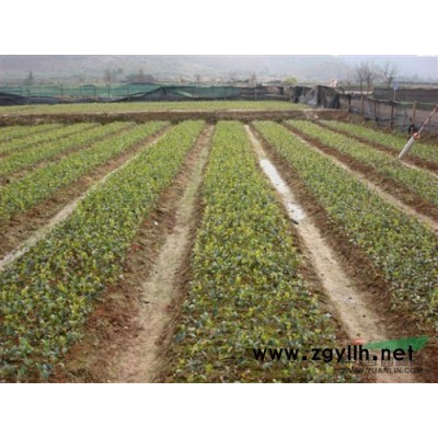 高產油茶苗  油茶樹  山茶油