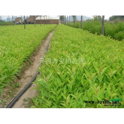 供應(yīng)東北連翹 開原東北連翹小苗 金葉榆
