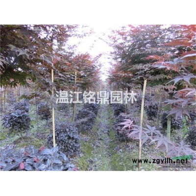 四川紅楓/成都紅楓批發/1-10cm紅楓批發