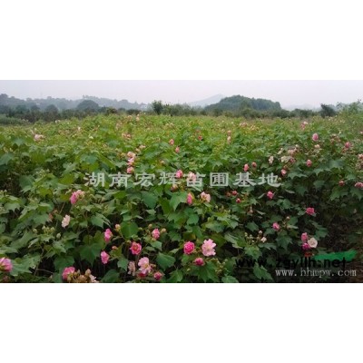 大量供應夾竹桃