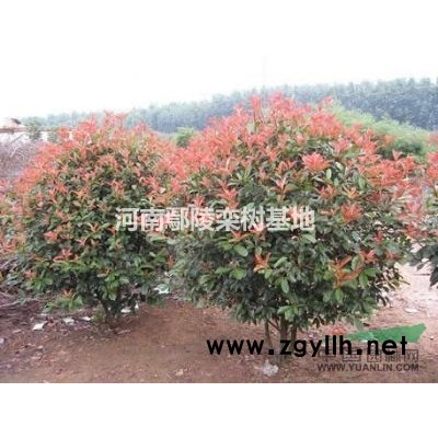 紅葉李樹價格行情