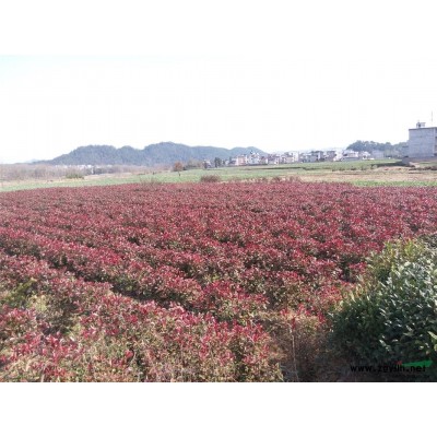 四季桂花