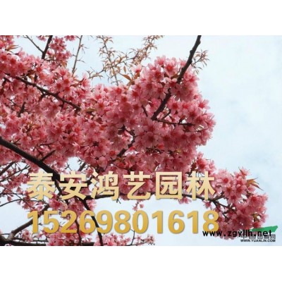 山東小龍柏價格,山東小龍柏苗木價格,山東泰山小龍柏價格