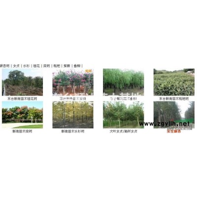 供應銀杏樹|紫薇|欒樹|女貞|水杉樹|廣玉蘭|枇杷樹|桂花