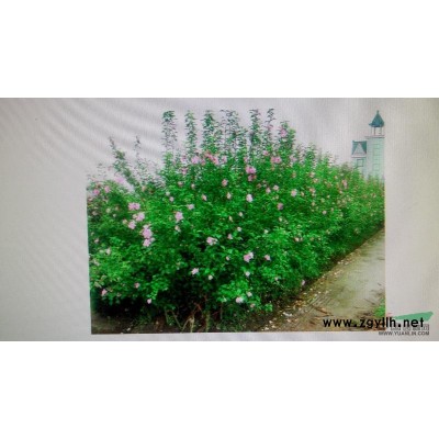 大量供應(yīng)鐵桿海棠。