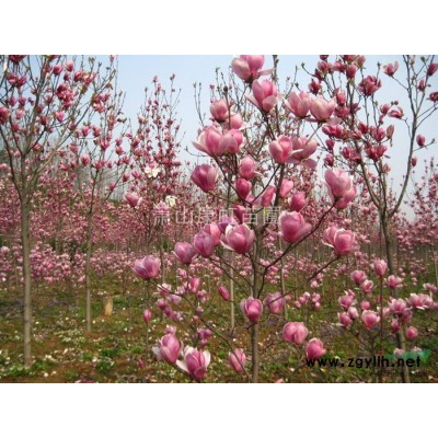 蕭山供應——茶花