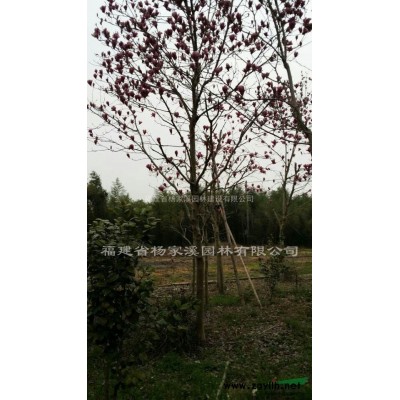 紅葉石楠長期大量供應 紅葉石楠苗圃基地直供 價格優惠