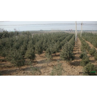 大量供應白皮松  雪松  油松