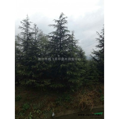 廣玉蘭1--18公分