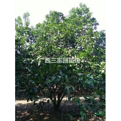 廣西馬甲子/鐵籬笆報價/馬甲子批發 /馬甲子報價
