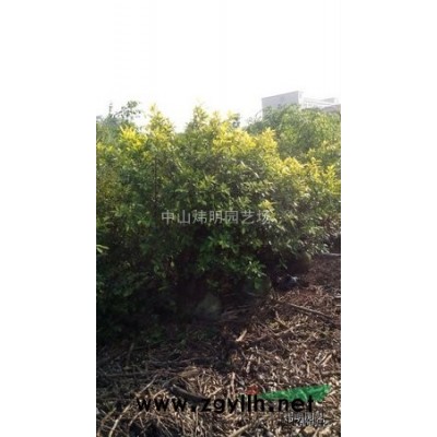 廣東中山地區(qū)銷售各種規(guī)格黃榕