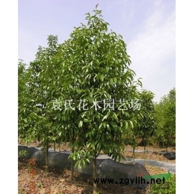 供應浙江地區茶花 浙江茶花價格批發 出售茶花供應