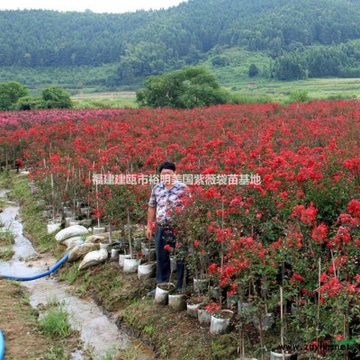 紅葉紫薇基地實拍照片 建甌市*大的紅葉紫薇基地 南平紅葉紫薇