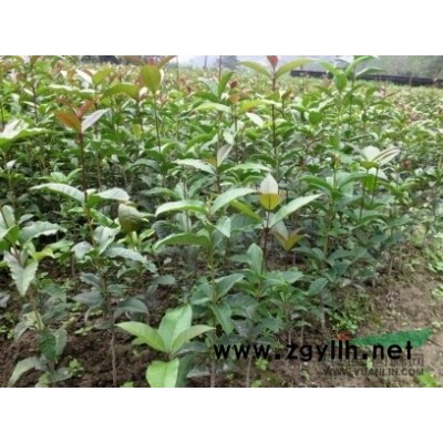 低價(jià)供應(yīng)優(yōu)質(zhì)枳殼種子  新種