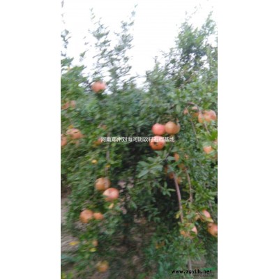 供應河南地區河陰石榴樹 質量保證