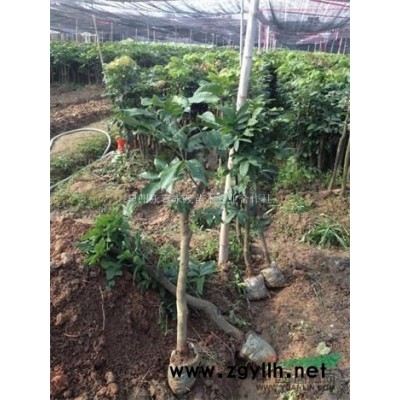 油茶苗價格合作社低價供應