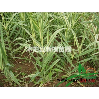 供大葉女貞2-20CM，現貨苗圃苗