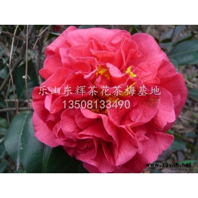 大量供應茶花20公分-2米云針茶