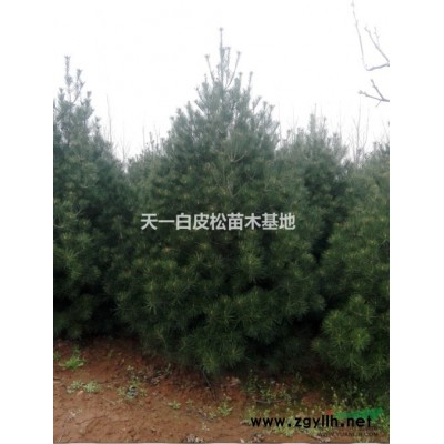 天一白皮松苗木基地