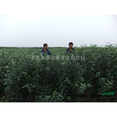 出售牡丹花石榴