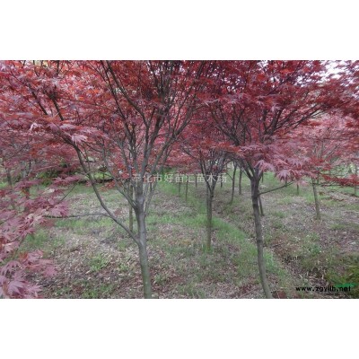 2014年紅楓價(jià)格，中國紅楓之鄉(xiāng)，浙江紅楓，浙江紅楓基地，