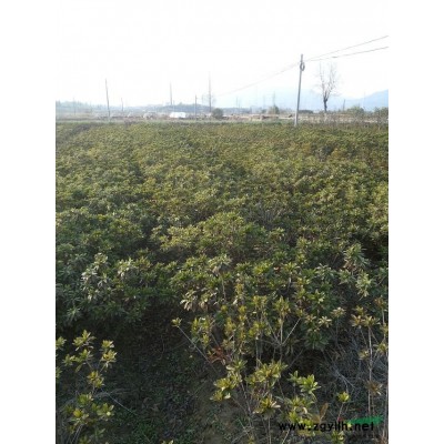供應16～30公分香泡樹