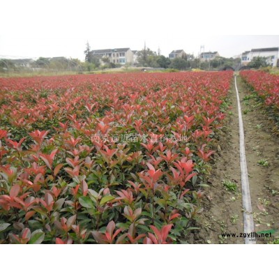 全冠高桿女貞價格，自產(chǎn)自銷苗圃高桿女貞價格參考