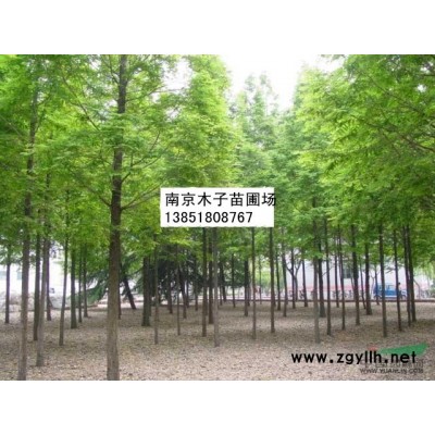 棕櫚圖片\棕櫚報價