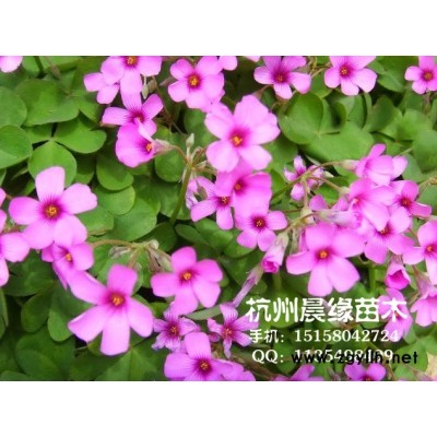 杜鵑