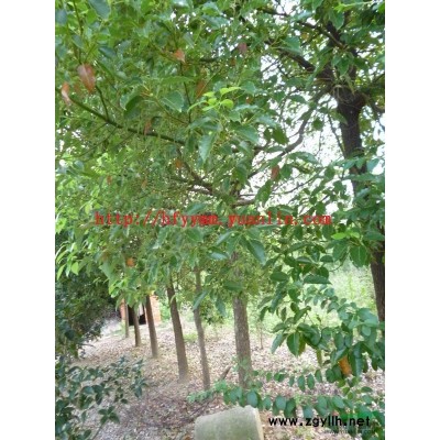 大量共應圃石楠