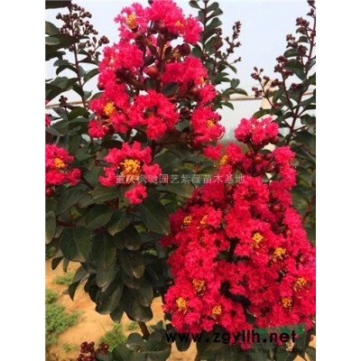 美國(guó)紫薇紅火箭紫薇裸根苗