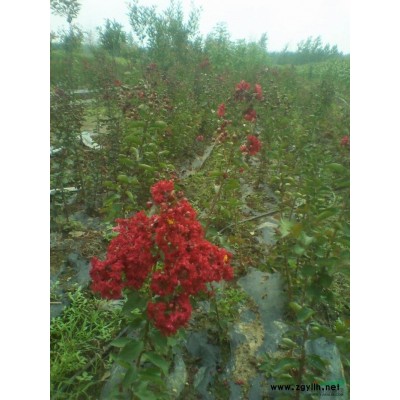 浙江獨干紅葉石楠，2cm單干紅葉石楠價格4.5元
