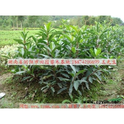 供應(yīng)湖南紫葉李 價格優(yōu) 規(guī)格全 盡在湖南田園苗木基地