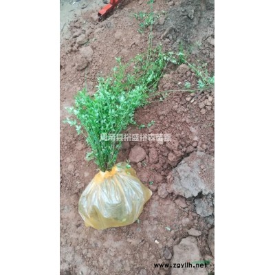 大葉女貞樹苗種植基地，批發一年生大葉女貞小苗 周至苗木花卉批