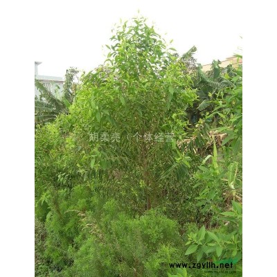 供應(yīng)抗癌植物金花茶
