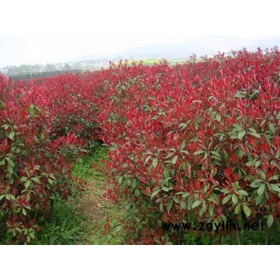 紅葉石楠